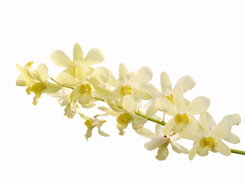 Rama De Orquideas Dendrobium Blanca 